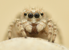 Attulus distinguendus