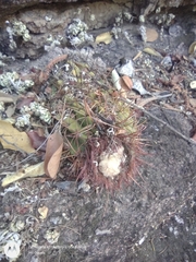 Melocactus curvispinus