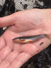 Notropis lutipinnis