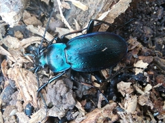 Carabus catenulatus
