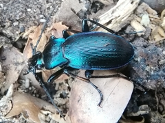 Carabus catenulatus