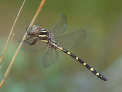 Cordulegaster bilineata