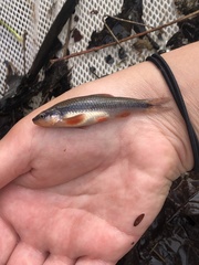 Notropis lutipinnis