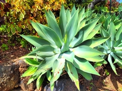 Agave attenuata