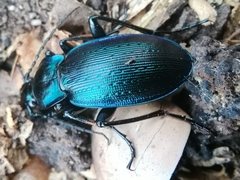 Carabus catenulatus