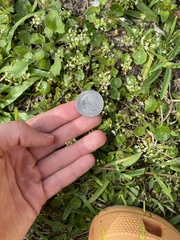 Hydrocotyle umbellata image