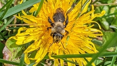 Andrena carlini
