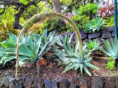 Agave attenuata