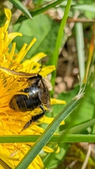 Andrena carlini