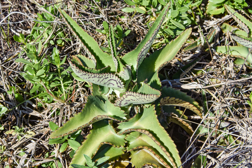 Kalanchoe daigremontiana
