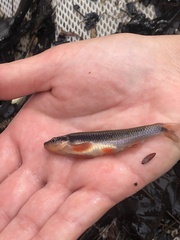 Notropis lutipinnis