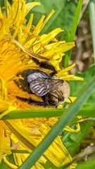 Andrena carlini