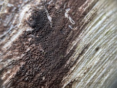 Byssosphaeria rhodomphala