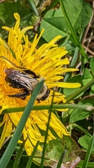 Andrena carlini