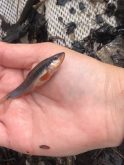 Notropis lutipinnis