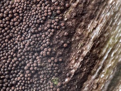 Byssosphaeria rhodomphala