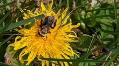 Andrena carlini