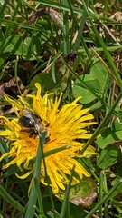 Andrena carlini