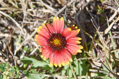 Gaillardia pulchella