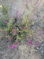 Penstemon × parishii