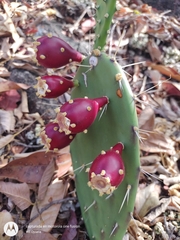 Opuntia guatemalensis