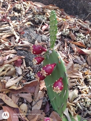 Opuntia guatemalensis