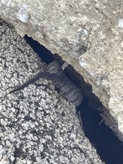 Nerodia rhombifer