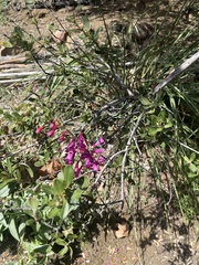 Penstemon × parishii