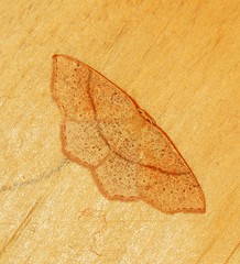 Cyclophora punctaria