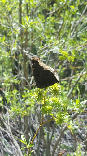 iNaturalist observation photo of Mourning Cloak