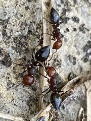 Crematogaster scutellaris