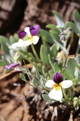 Viola hallii