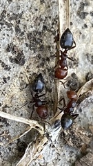 Crematogaster scutellaris