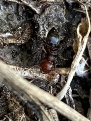 Crematogaster scutellaris