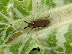 Agapanthia annularis