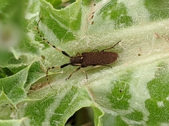 Agapanthia annularis