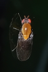 Allophylopsis