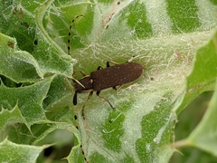 Agapanthia annularis