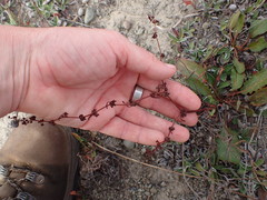 Rumex flexuosus