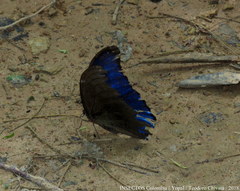 Morpho menelaus