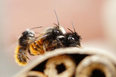 Osmia cornuta