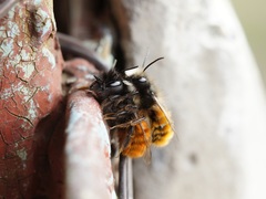 Osmia cornuta
