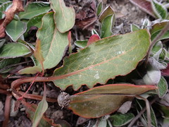 Rumex flexuosus