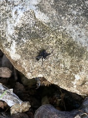Araneae