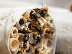 Osmia cornuta