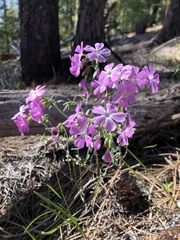 Phlox speciosa