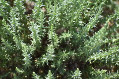 Ericameria ericoides
