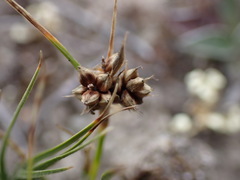 Carex decurtata