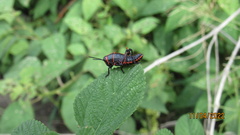Taeniopoda varipennis