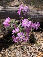 Phlox speciosa